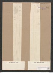 Pleurosigma intermedium W.Sm. (de-Toni-Nr.: Genus 13, Species 1004) Zeichnungen Sammlung Grunow Nr. 2040 (NHMW-BOT-W0368894)